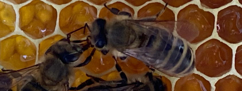 Bienen bei der  Futterübergabe auf einer Honigwabe