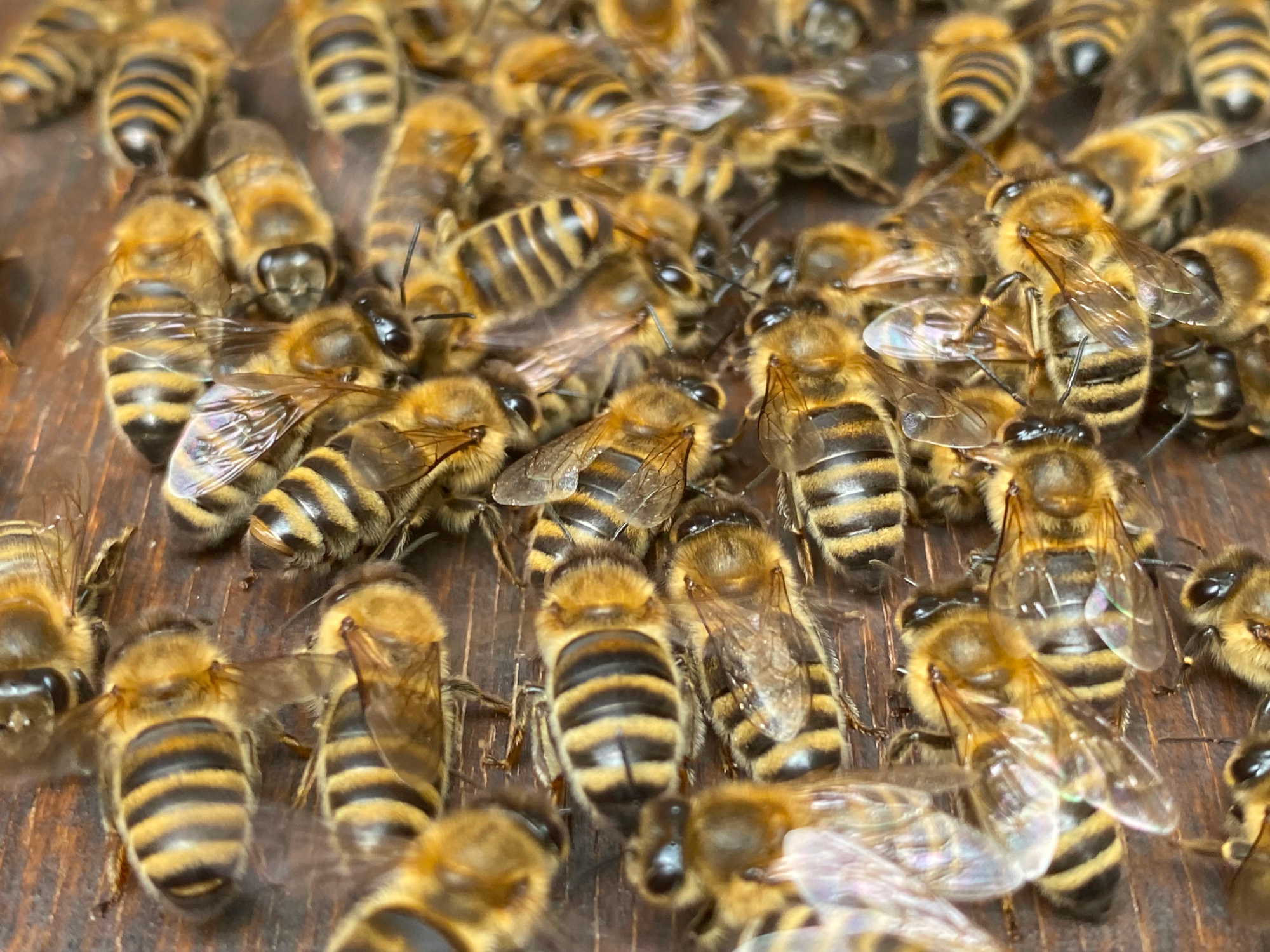Apis Mellifera Carnica