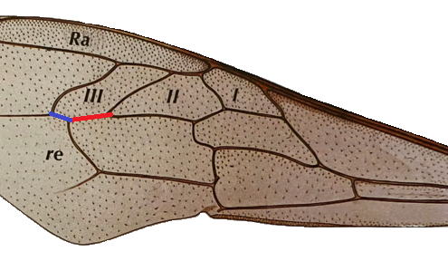 Bienenflügel - Cubitalindex