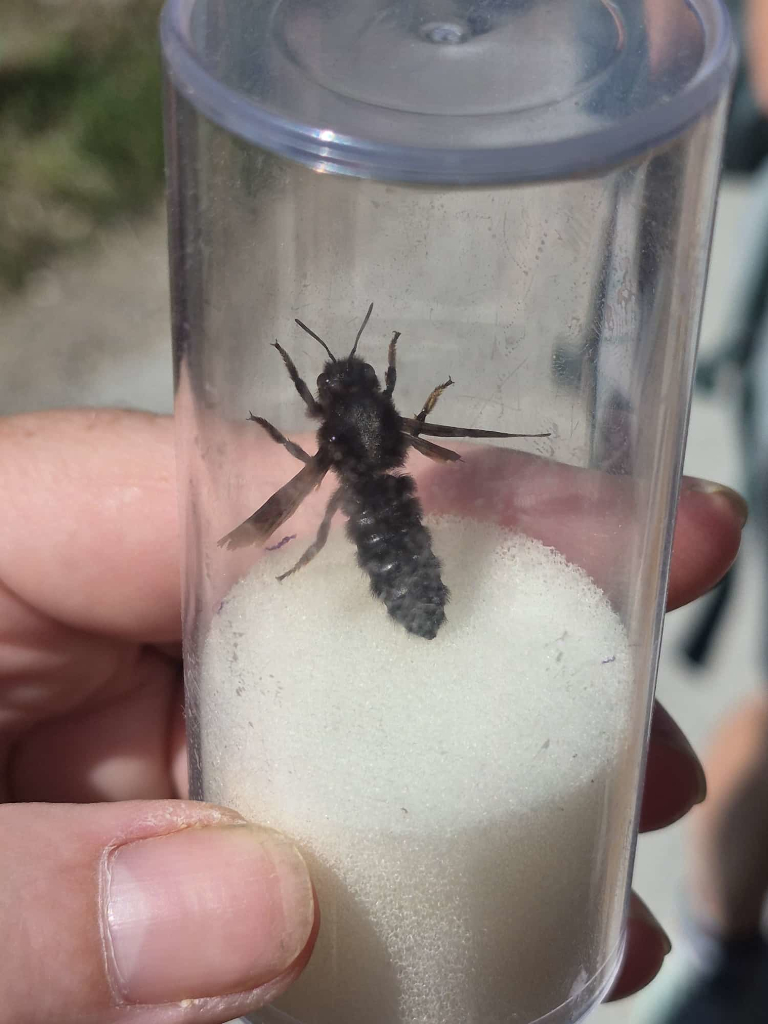 Die Schwarze Mörtelbiene (Megachile parietina)
