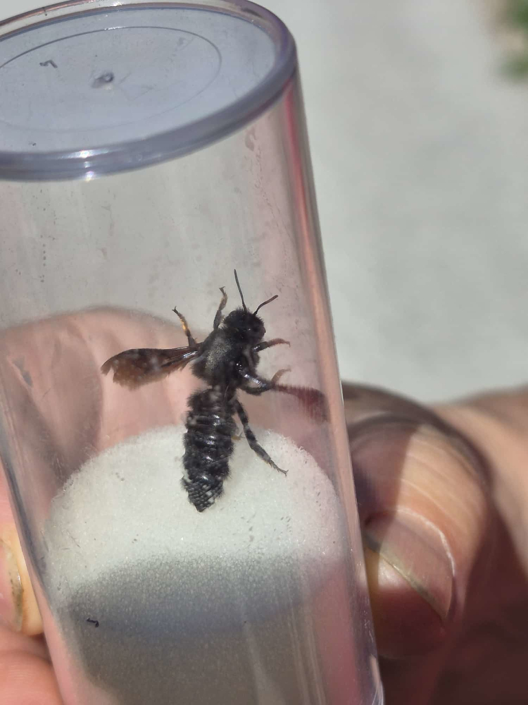 Die Schwarze Mörtelbiene - eine wunderschöne Wildbiene